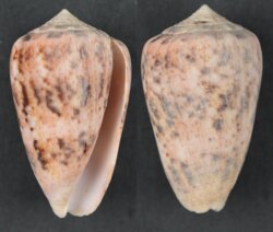 Puncticulus zeylanicus