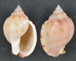 Semicassis inornata