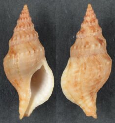 Africominella elongata simoniana