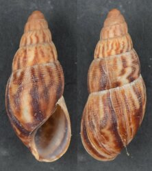 Cochlitoma wigleyi