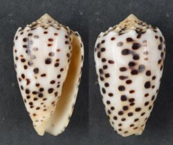 Puncticulus pulicarius