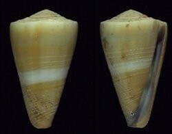 Virgiconus flavidus