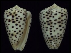 Puncticulus pulicarius