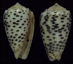 Puncticulus pulicarius