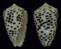 Puncticulus pulicarius