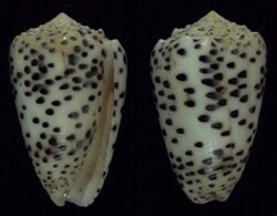 Puncticulus pulicarius