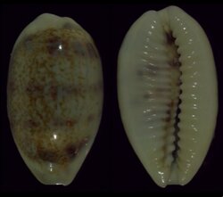 Blasicrura pallidula pallidula