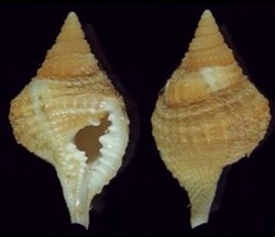 Distorsio decipiens