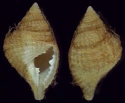 Distorsio decipiens