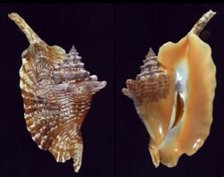 Aliger gallus