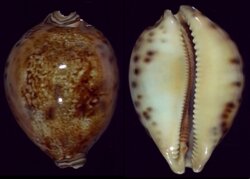 Leporicypraea valentia