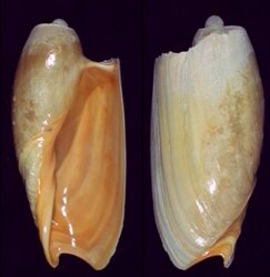 Cymbium cymbium