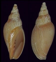 Alcithoe lutea