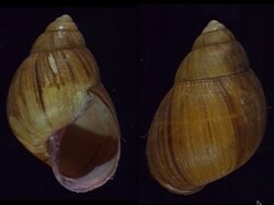 Burtoa nilotica