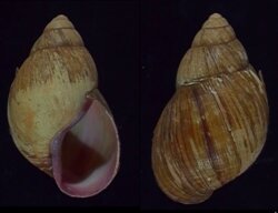 Burtoa nilotica
