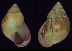 Burtoa nilotica