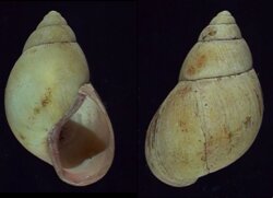 Burtoa nilotica