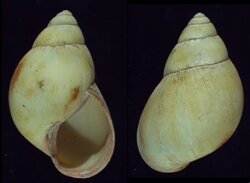 Burtoa nilotica