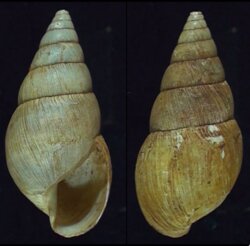 Limicolaria cf flammulata