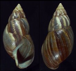 Achatina fulica