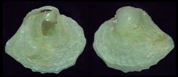 Anomia ephippium