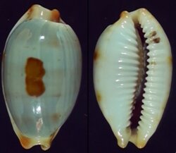 Bistolida diauges diauges fma salaryensis