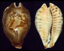 Barycypraea fultoni fultoni