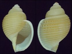 Eudolium bairdii