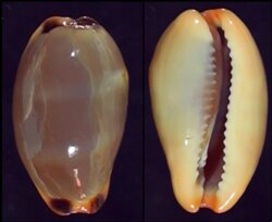 Luria lurida lurida