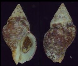 Gemophos viverratus