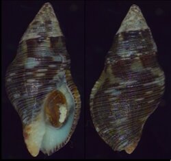 Gemophos viverratus