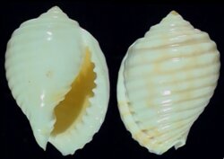 Malea pomum