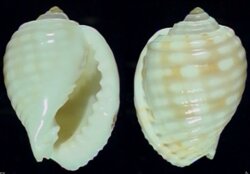Malea pomum