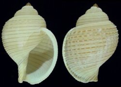 Eudolium bairdii