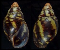 Achatina marginata suturalis
