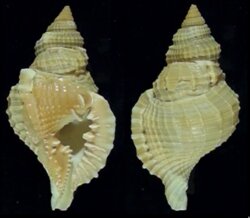 Distorsio reticularis