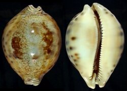 Leporicypraea valentia