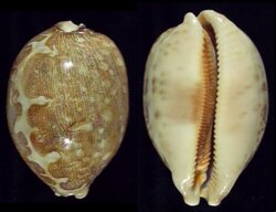 Leporicypraea mappa mappa