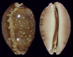 Leporicypraea mappa mappa