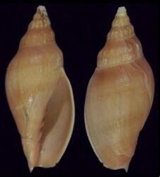 Alcithoe lutea