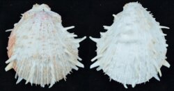 Spondylus americanus