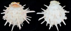 Spondylus americanus