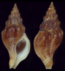 Euthria ponsonbyi