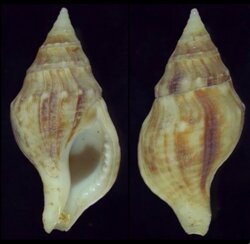 Euthria ponsonbyi