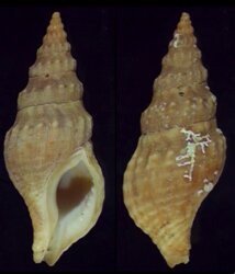Afrocominella elongata