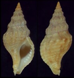 Afrocominella elongata