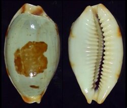 Bistolida diauges diauges fma salaryensis
