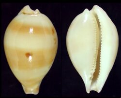 Austrasiatica hirasei fma philippiana