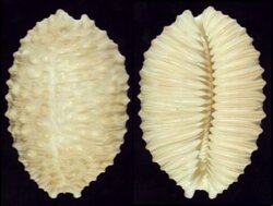 Nucleolaria granulata