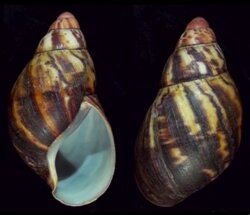 Achatina marginata suturalis